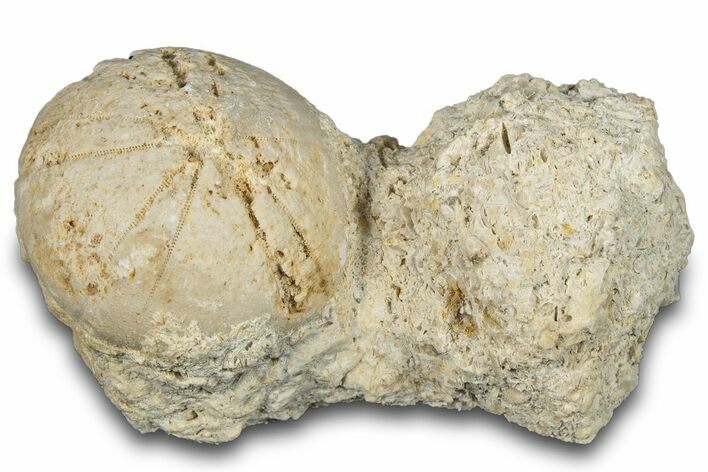 Fossil Echinoid (Sea Urchin) - Taouz, Morocco #290697